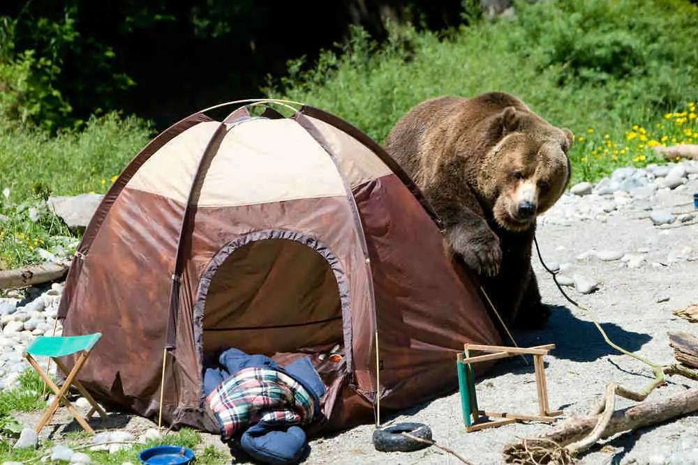 9 Camping Myths Debunked 5 Bear at a Campsite