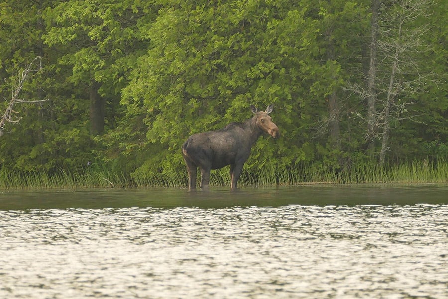 The Moose We Saw in the Boundary Waters Canoe Area Wilderness.