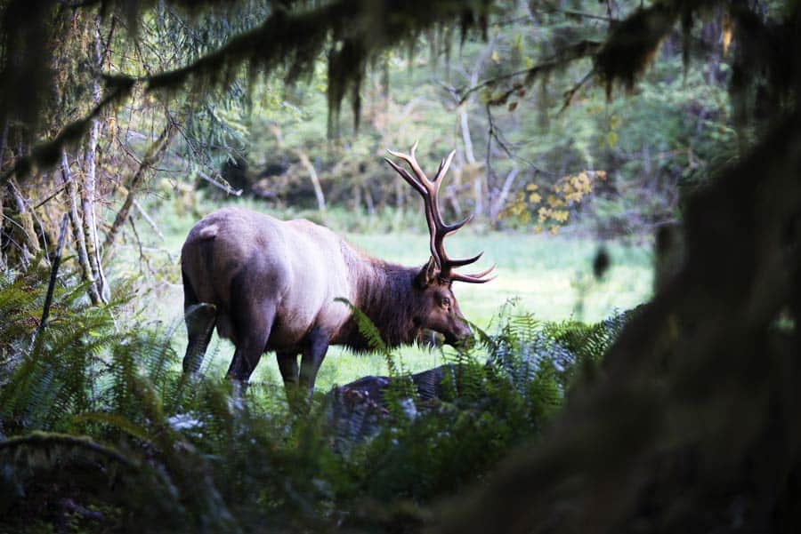 The Best Camping in Olympic National Park 34 Olympic National Park wildlife