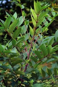 Poisonous Plants You Need to Know About 4