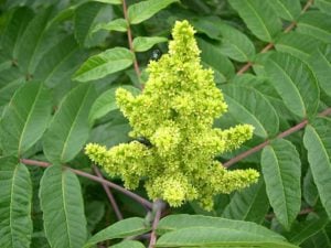 Poisonous Plants You Need to Know About 3