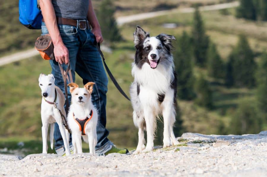Your Guide to Hiking, Backpacking, and Camping with Dogs
