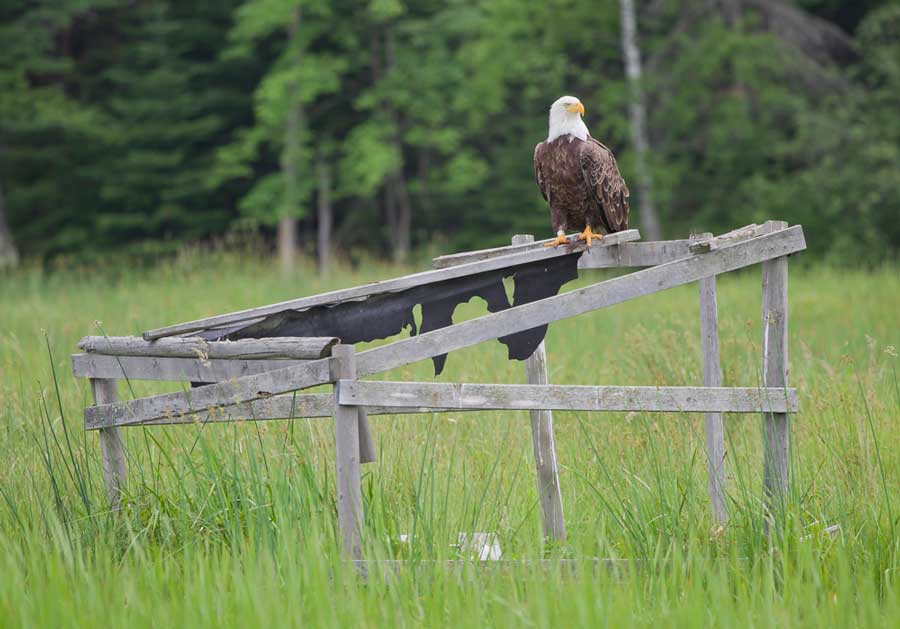 Eagle in a field near a Wisconsin campground