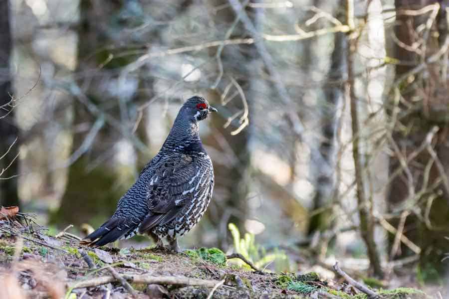 Grouse Perched on a tree in Chequamegon-Nicolet National Forest