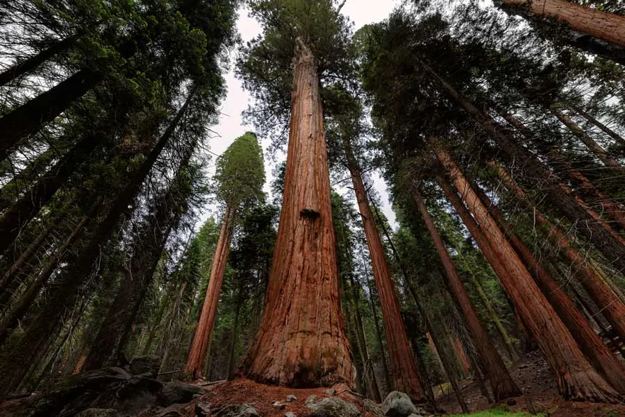 21+ Best Places to Go Glamping in California 13 Giant Sequoia Trees, Sequoia National Park, California