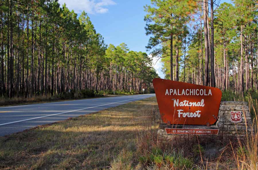 Apalachicola National Forest