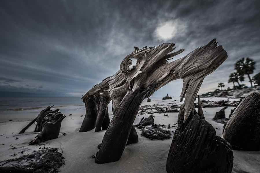 Cypress Trees on Carrabelle Beach Florida
