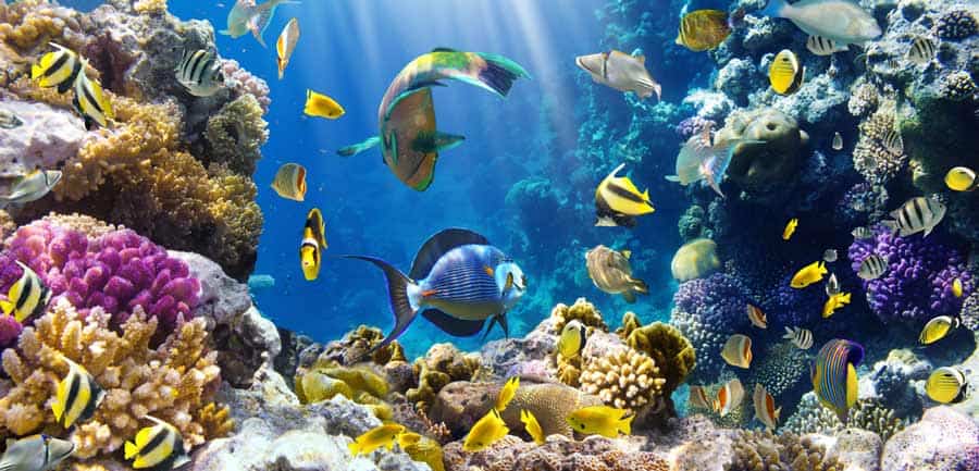 Coral Reef