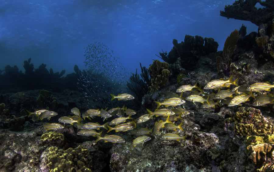 John Pennekamp Coral Reef