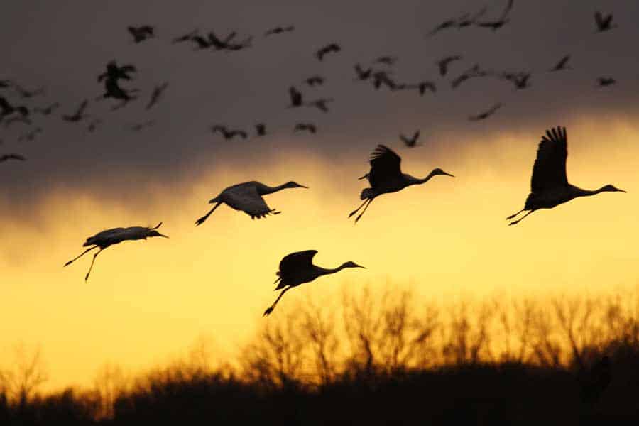 Sandhill Cranes