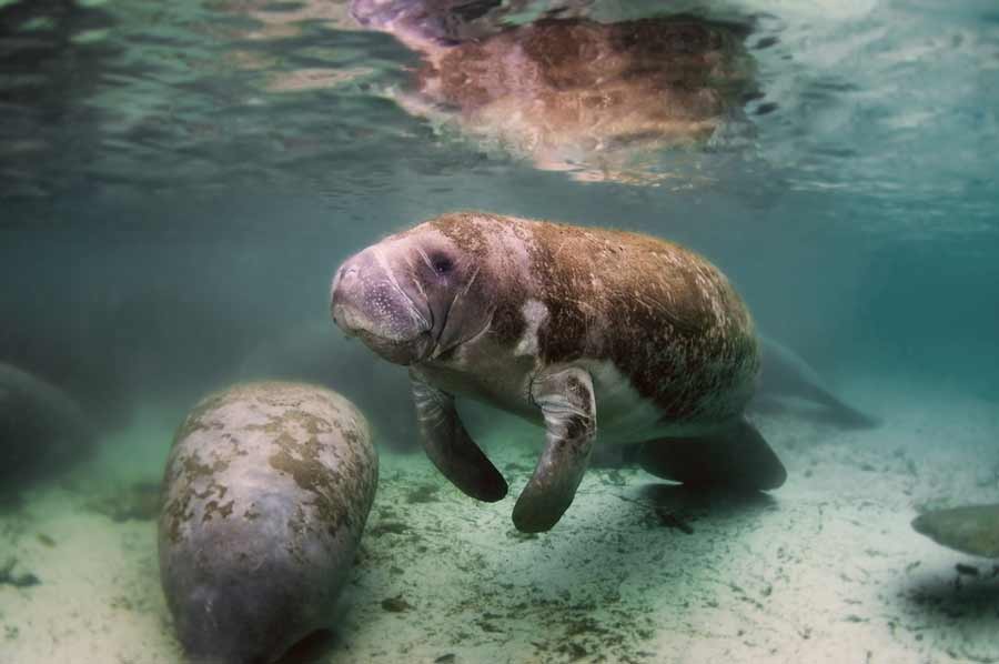 West Indian Manatee