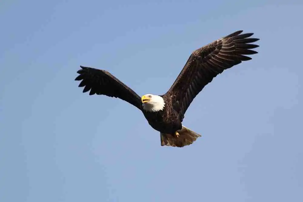 40 of the Best Places to Go Camping in Illinois 2 Adult Bald Eagle (haliaeetus leucocephalus) in flight against a blue sky