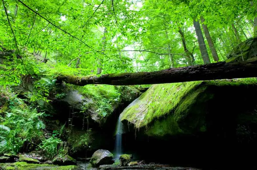 40 of the Best Places To Go Camping In Virginia 14 Tree downed over a small waterfall in North Bend State Par