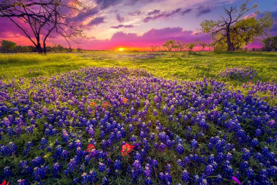 30 of the Best Places for Camping in Texas 1 Beautiful purple bluebonnet blooms in Texas at sunrise.