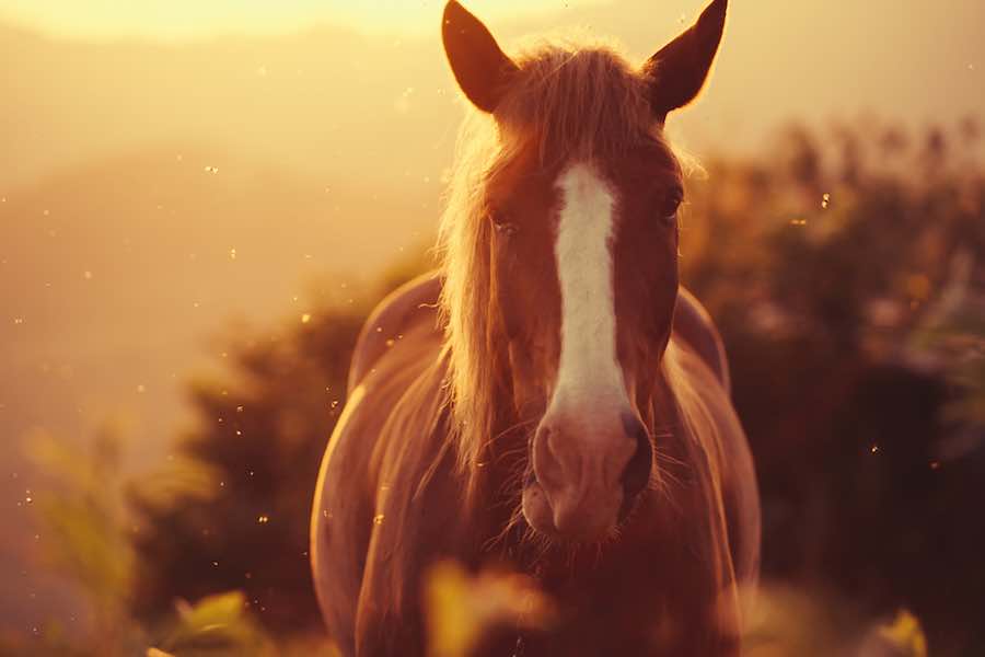 Cavalo de Campismo em Iowa