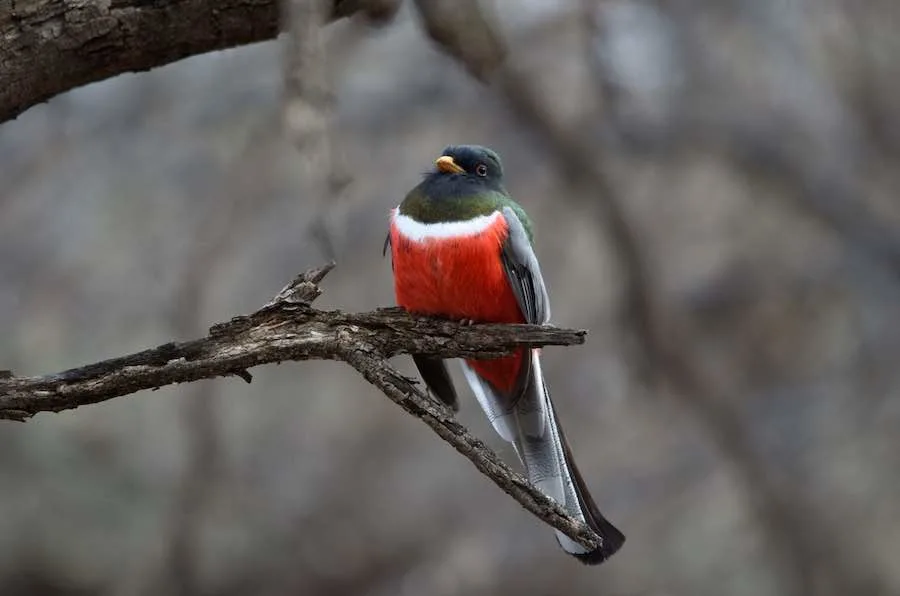 Camping in Patagonia Lake State Park, AZ 2 Elegant Trogon at Patagonia Lake State Park