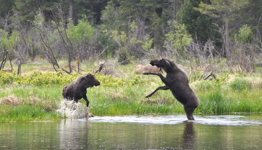 Moose in Rocky Mountain National Park