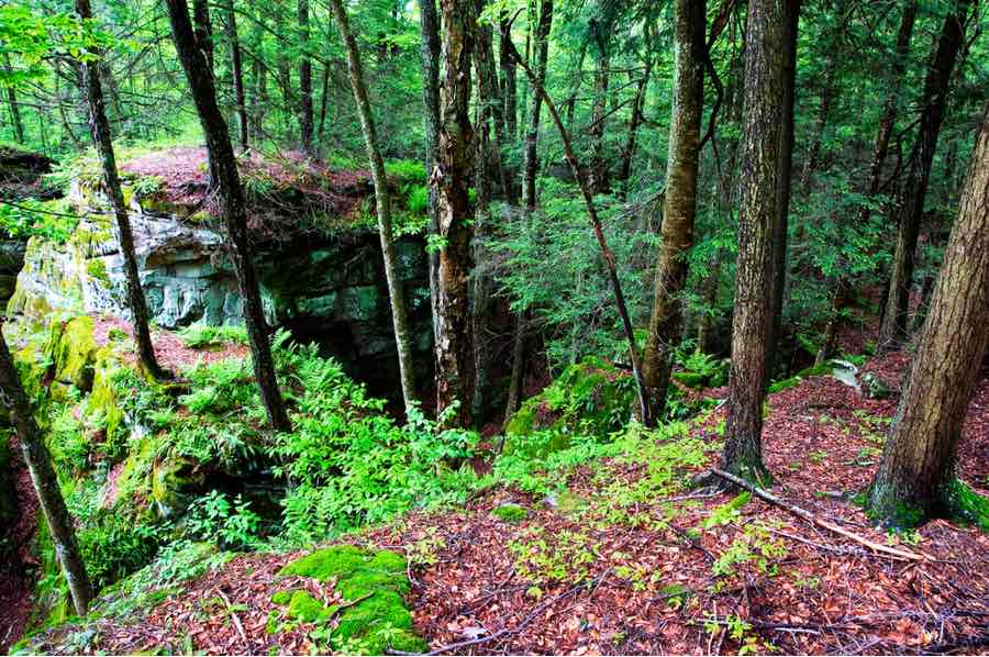 Beartown State Forest