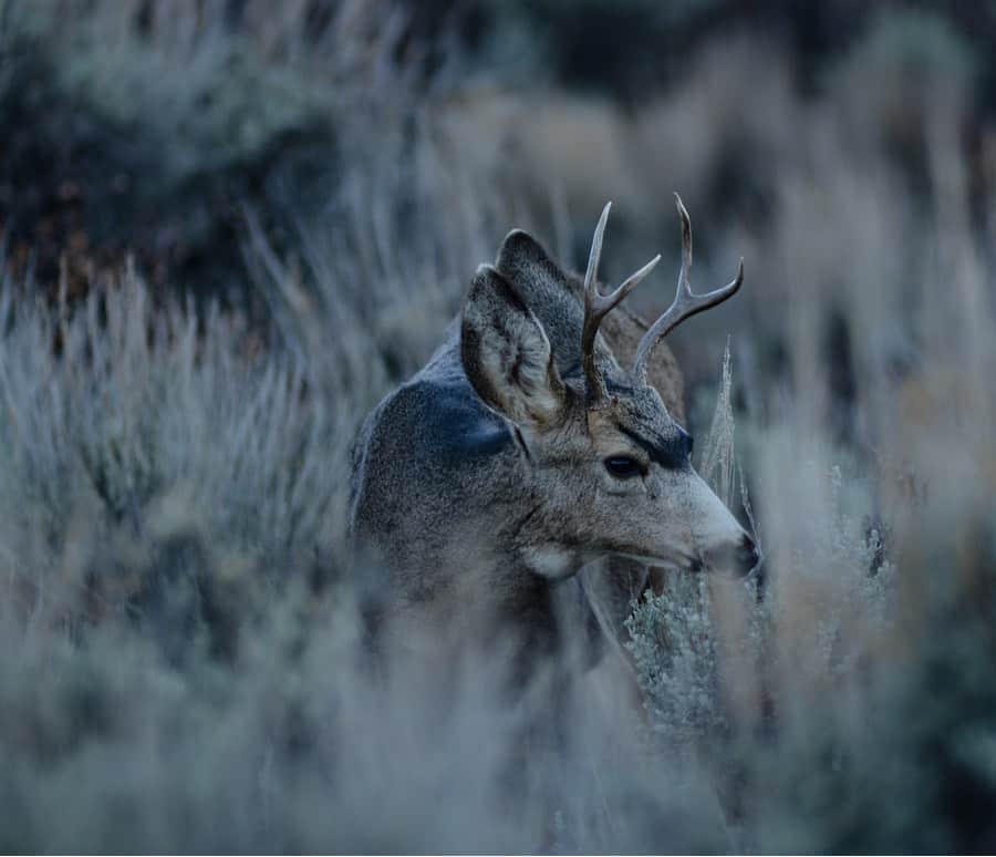 Mule Deer Near Crouch Idaho
