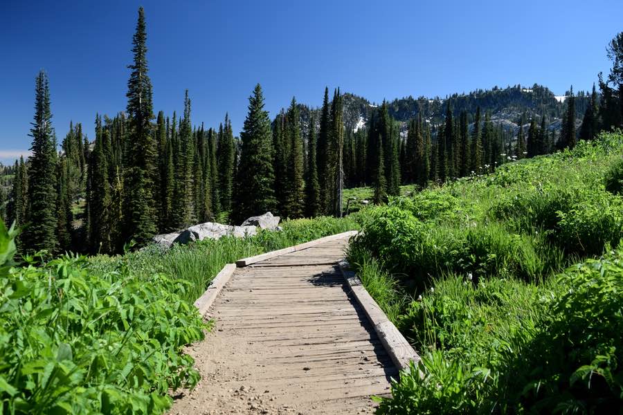 Boardwalk through Wilderness Near Cascade Idaho