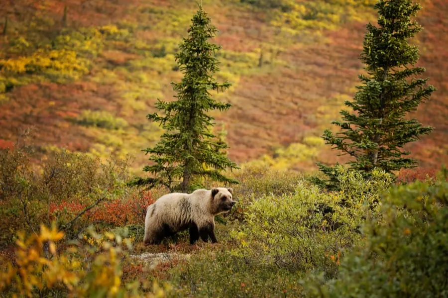 How To Keep Bears Away From Your Campsite Bear Safety Tips