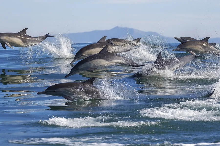 21+ Best Places to Go Glamping in California 11 Dolphins in Monterey