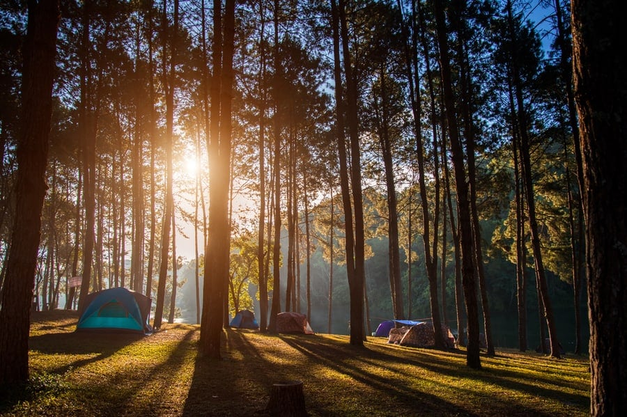 Camping tents seen through the trees in a forest on a beautiful day.