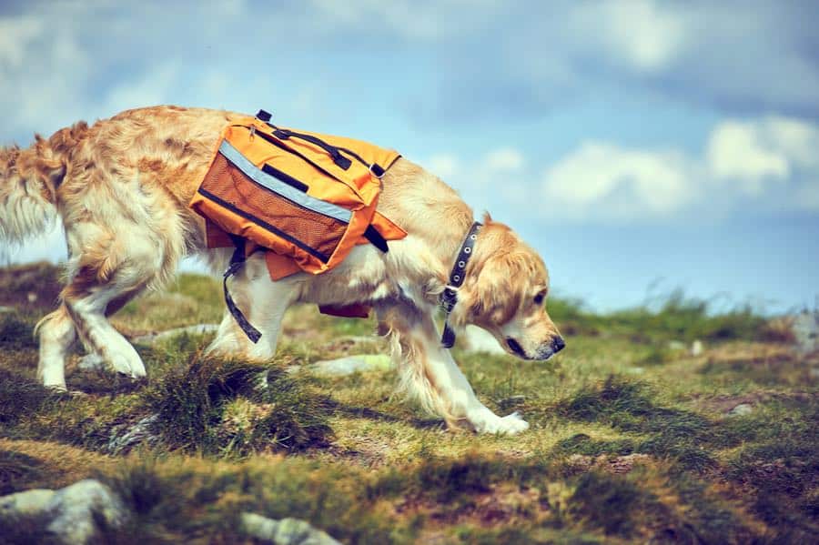 Dog Wearing Doggie Backpack