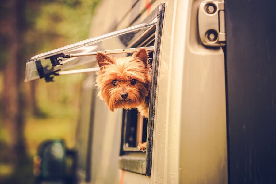 Outdoorsy Review: Is This the Best RV Rental Tool in 2023? 1 Dog in RV at RV Park