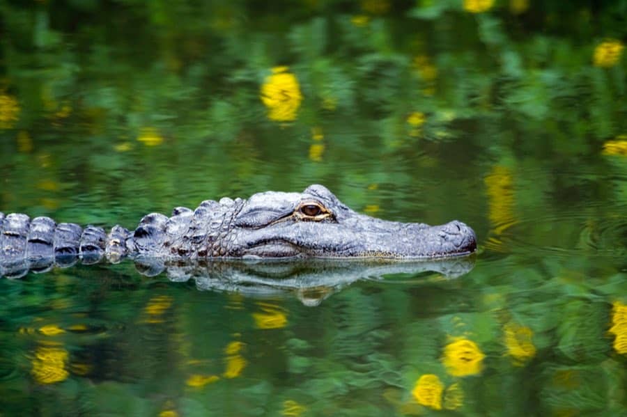 Crocodile in Everglades