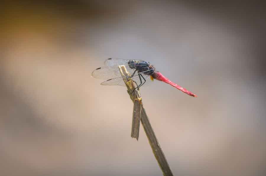 dragonfly