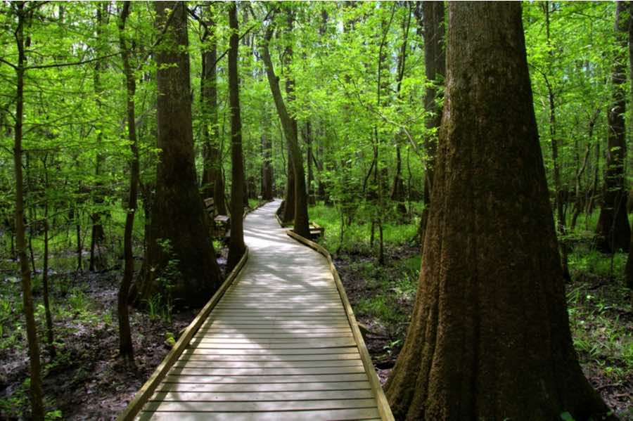 The Complete Guide to Camping in Congaree National Park 1 Boardwalk in Congaree National Park