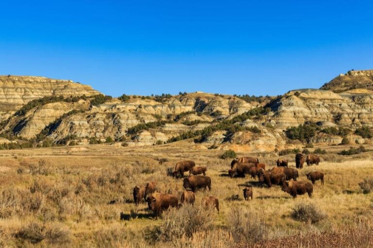 The Best Camping in Theodore Roosevelt National Park