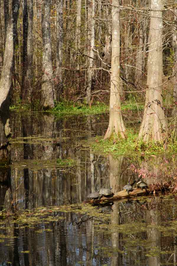 19 of The Best Places to go Camping in Louisiana 1 Turtles on a log in a pond at Bogue Chitto State Park