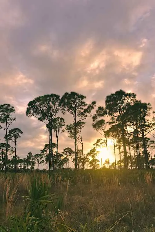15 Of The Best Hiking Trails in Florida 4 Estero Bay Preserve State Park