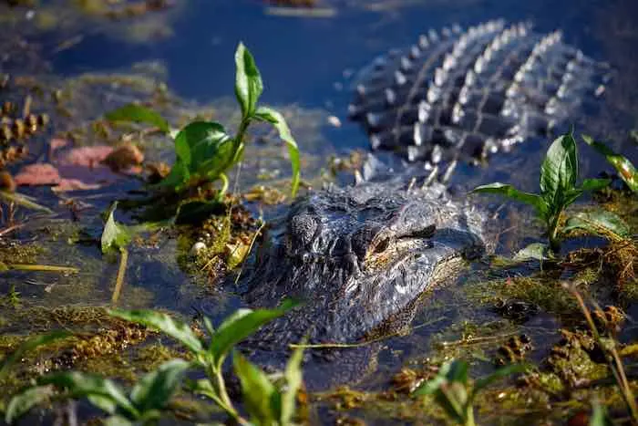 15 Of The Best Hiking Trails in Florida 3 Lake Apopka Wildlife Drive, Lake Apopka Loop Trail, Apopka, Florida