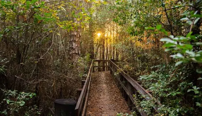 15 Of The Best Hiking Trails in Florida 2 wood trackway in blackwater river state park in pensacola florida
