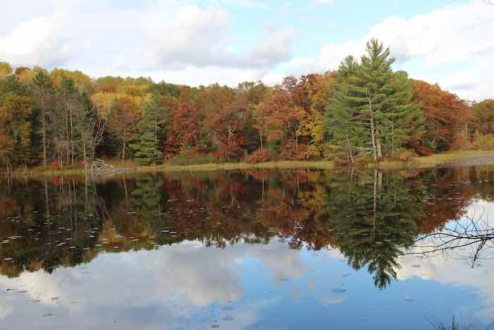 Complete Guide to Brunet Island State Park Camping 3 Brunet Island State Park Vegetation