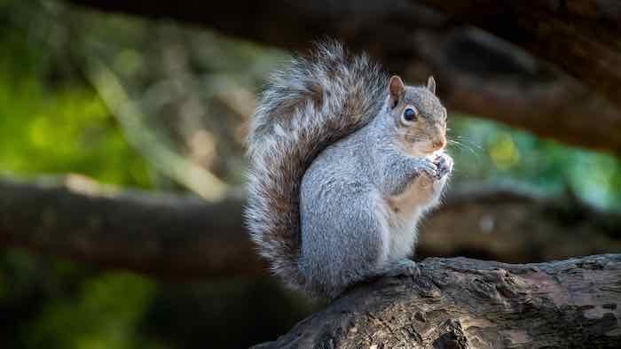 What To Bring Camping - What You Need And Don't Need For A Great Camping Trip 6 Wildlife camping