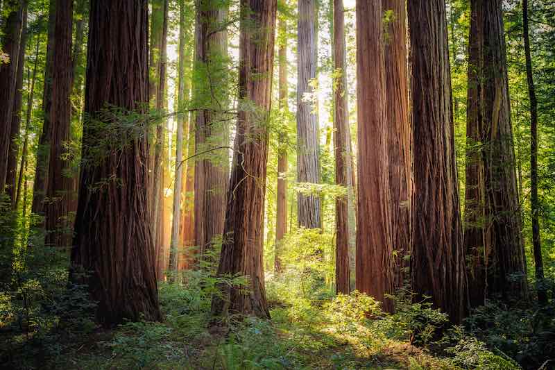 The Ultimate Guide to Humboldt Redwoods State Park Camping 1 Humboldt Redwoods State Park, California