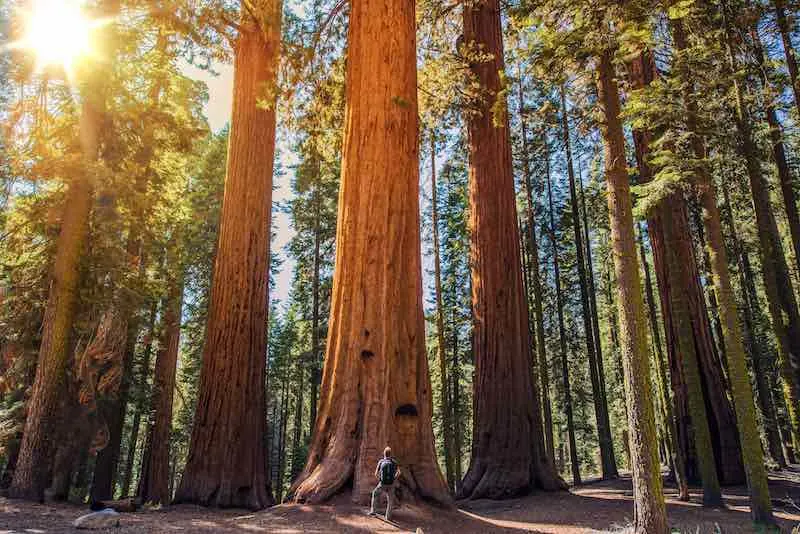 21 Of The Best Hammocking Spots in the US 1 Sequoia National Park, hammocking spots in the us
