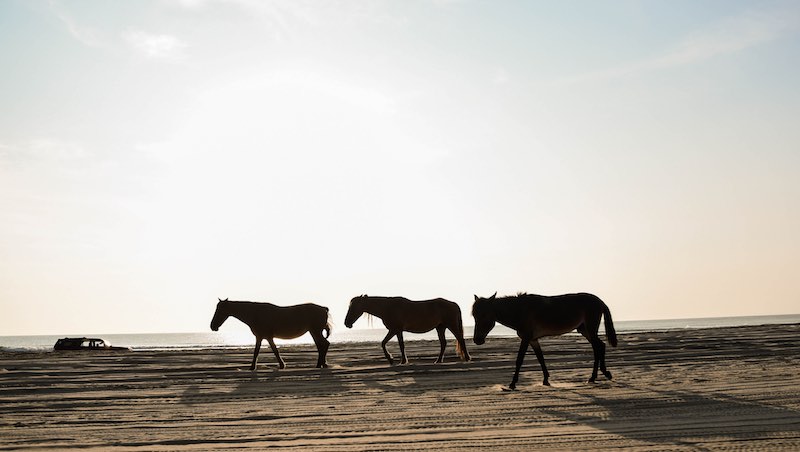 15 Gorgeous Natural Springs in North Carolina 3 Wild horses on Carova Beach