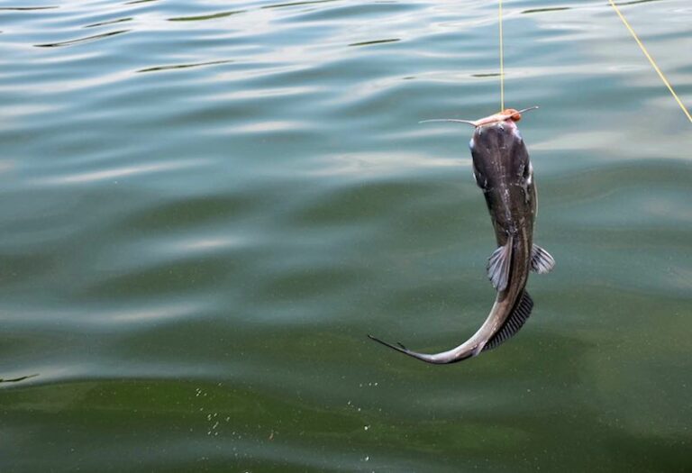 13 Best Places to Go Free Camping in North Carolina Beyond The Tent