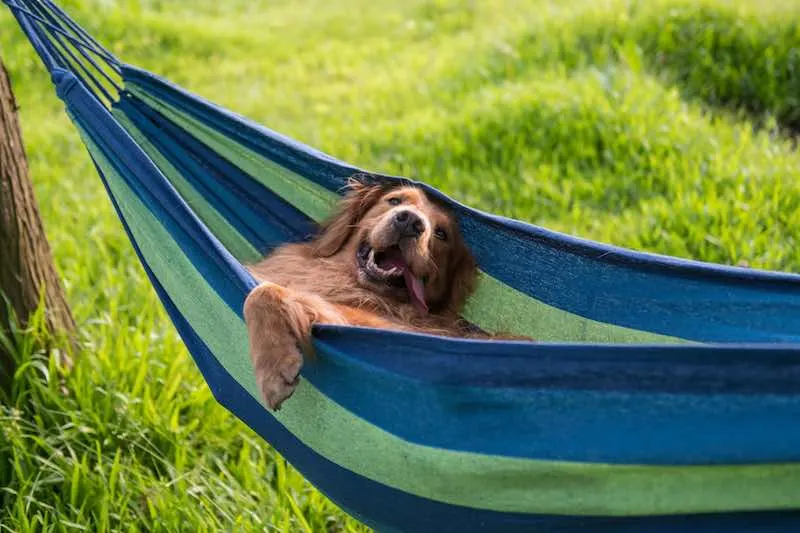 15 of the Best Dog Hammocks for Your Pooch to Snooze In 1 The Best Dog Hammock