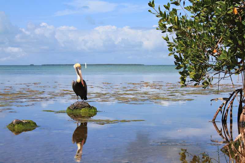 8 Important Things to Know About Everglades National Park Camping 1 Everglades National Park