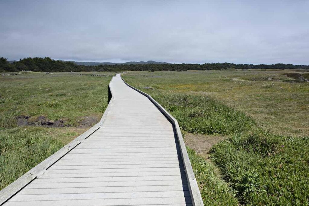 The Complete Mackerricher State Park Camping Guide 4 Laguna Point boardwalk in MacKerricher State Park
