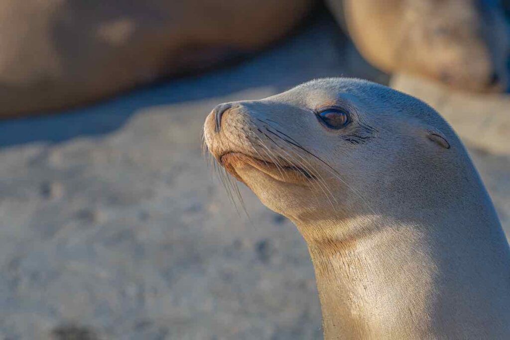 The Complete Mackerricher State Park Camping Guide 5 Seal Watching