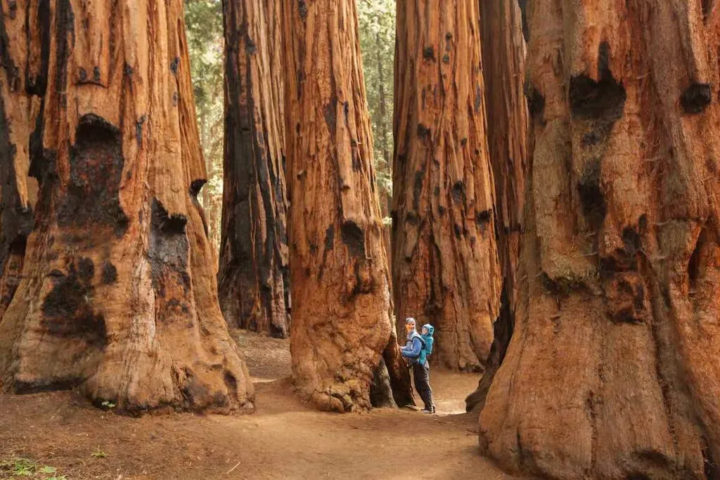 The Complete Guide To Boondocking In California 5 Sequoia national park in California