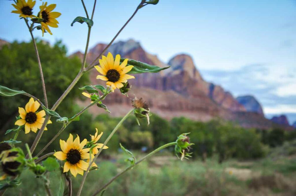 The Complete Zion National Park Camping Guide 4 Watchman campground