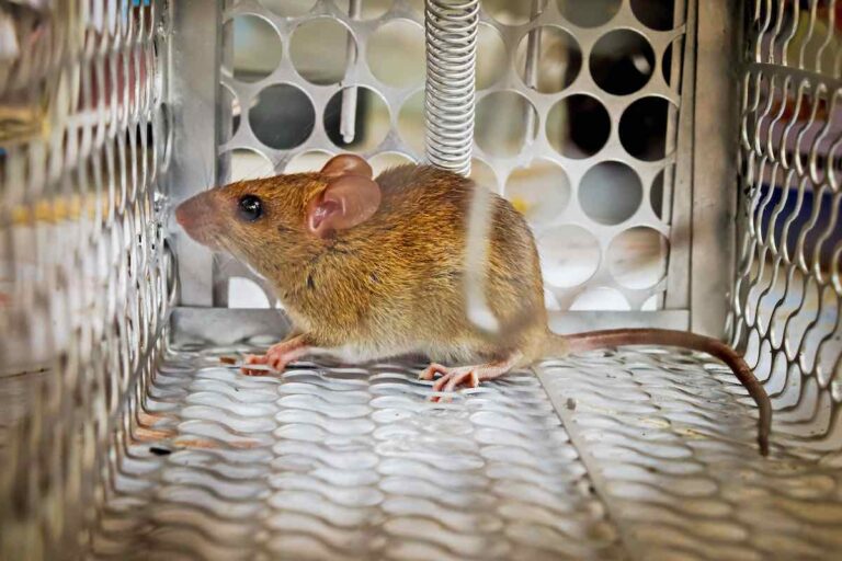 How to Keep Mice Out of RV
